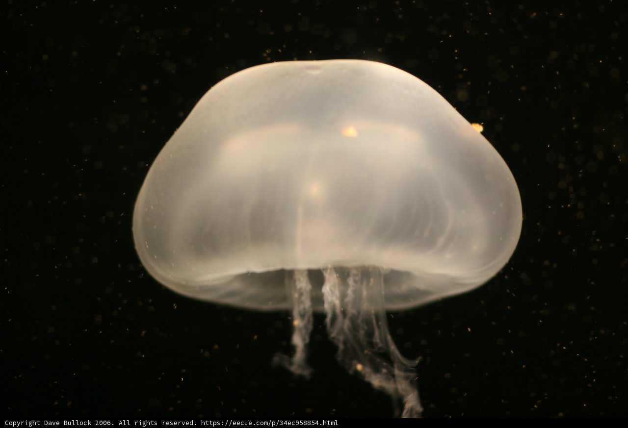 Serene Underwater Jellyfish