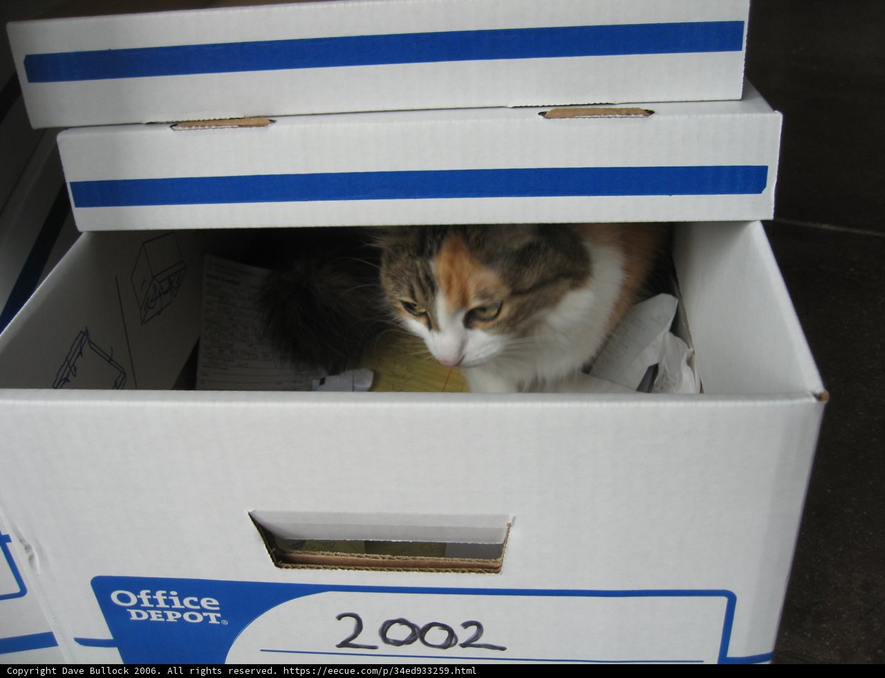 Cat's Favorite Hideout
