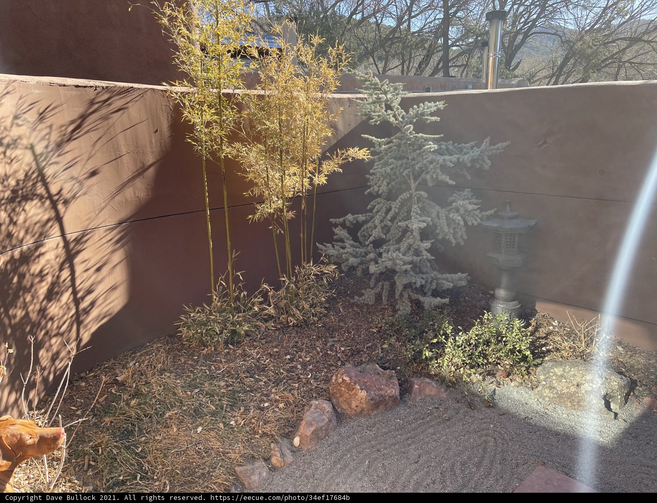 Man's Best Friend in a Garden Oasis