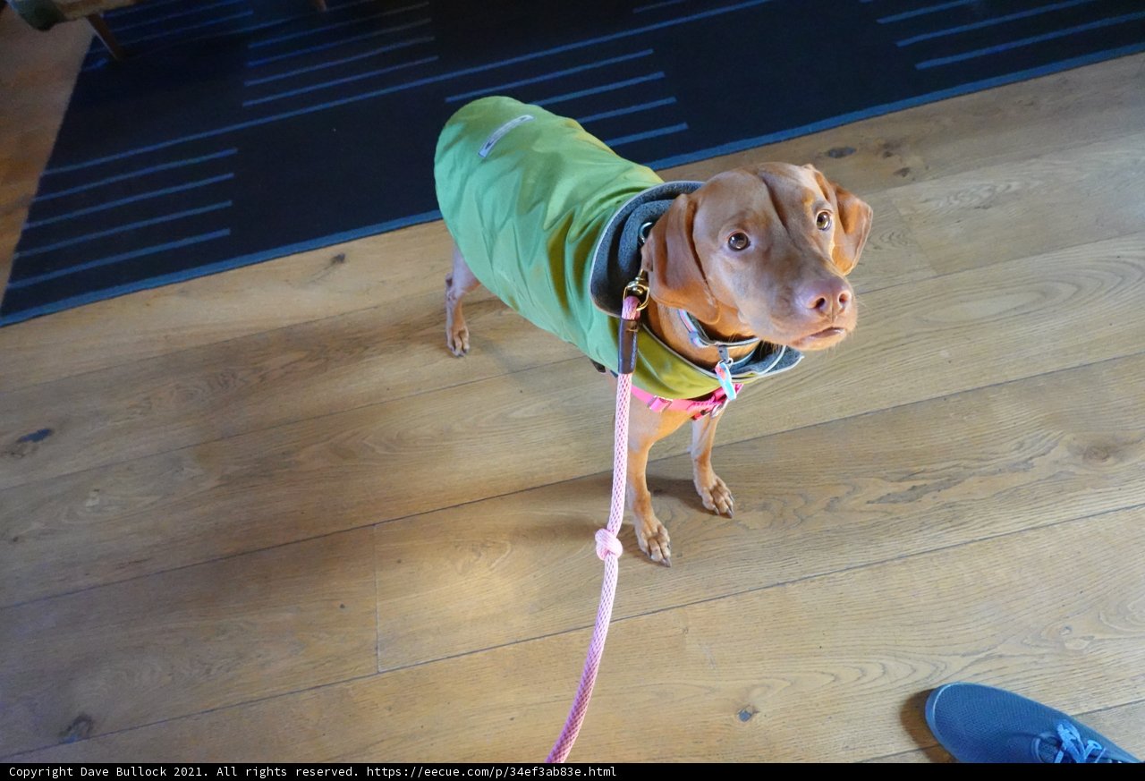 Stylish Dog Accessorizing with a Green Jacket and Matching Leash