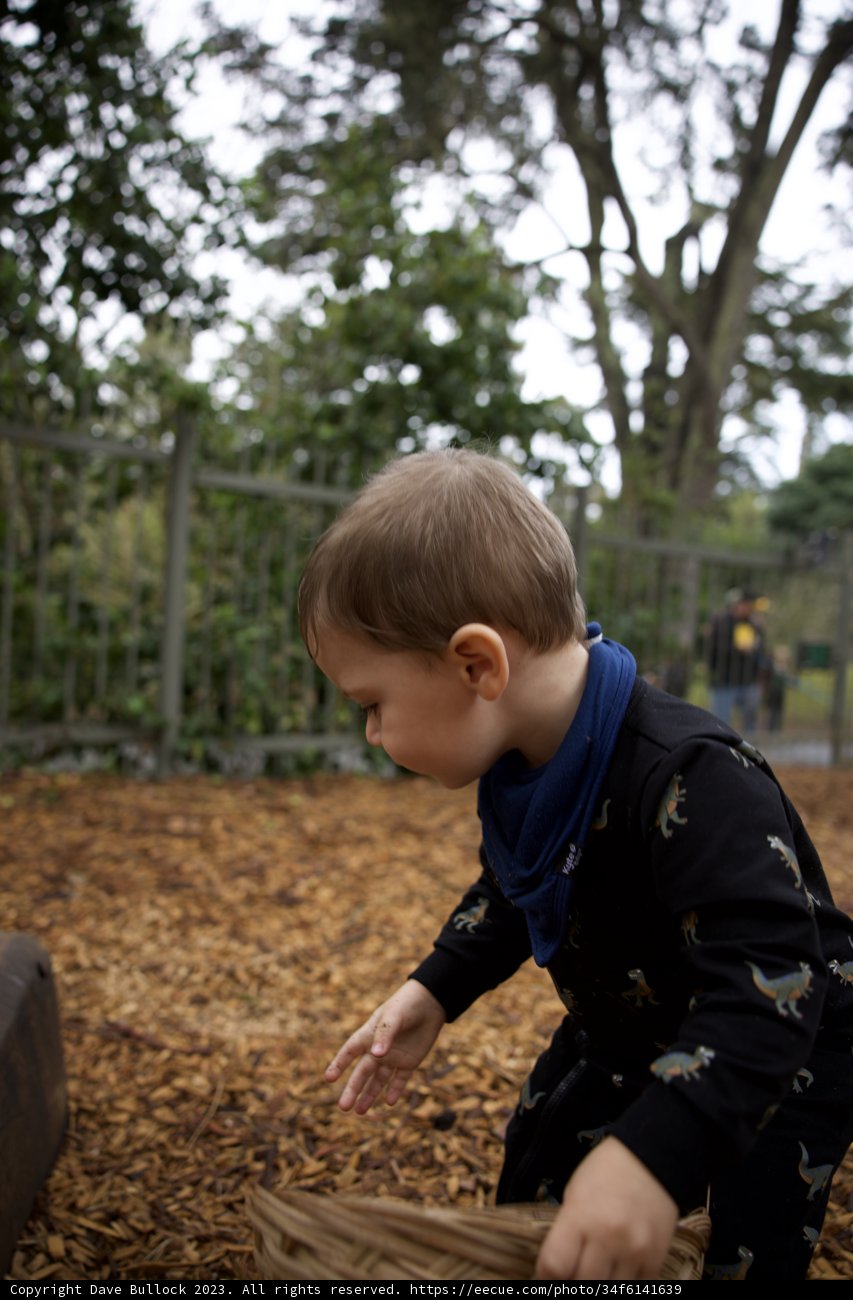 Autumn Magic at Golden Gate Park