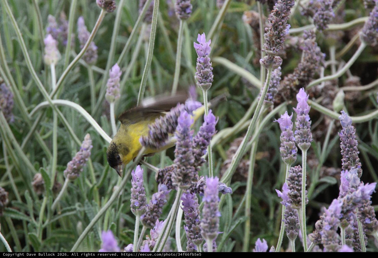 Lesser Goldfinch Feeding on Lavender Blossoms