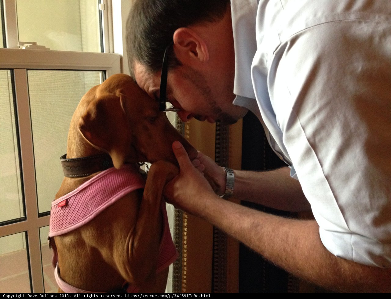 Man and Canine Companionship Caption: A man lovingly pets his furry friend, a hound wearing a pretty pink vest, in Pasadena, California.