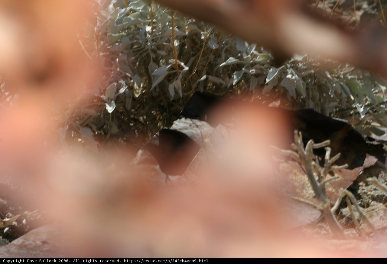 A Bird's Moment in the Woods