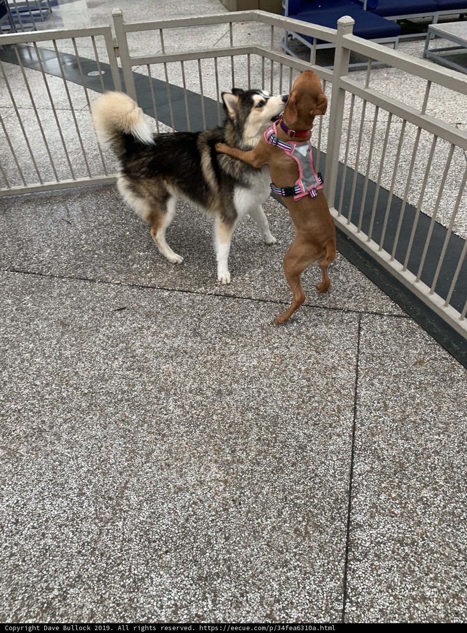 Best Friends at Play