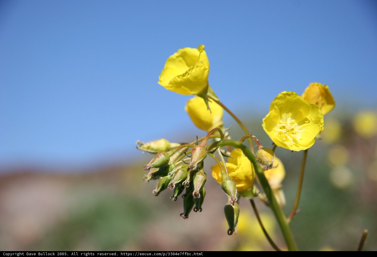 Wild Yellow Geranium Flowers in the Blue Sky