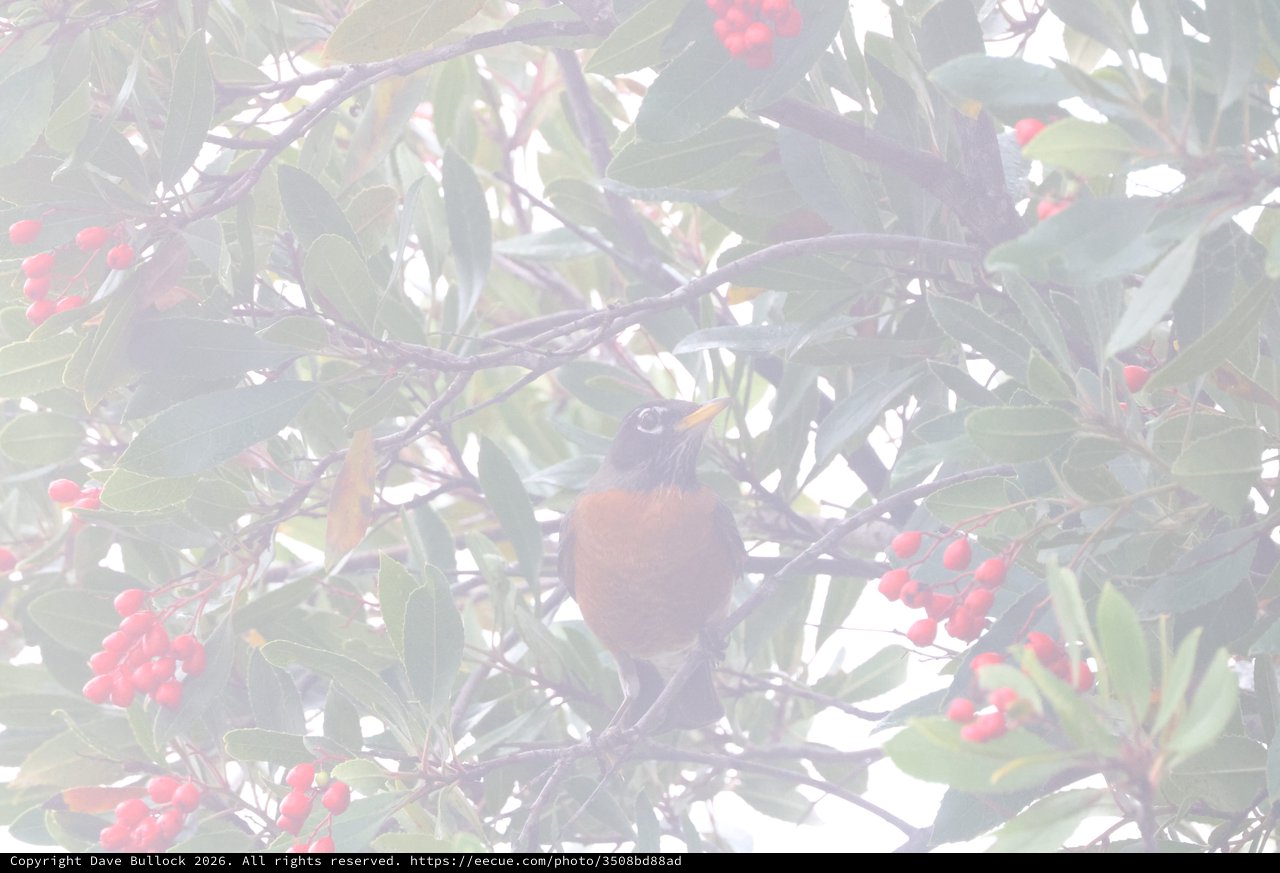 American Robin Perched Among Berry-Laden Branches in Misty Light