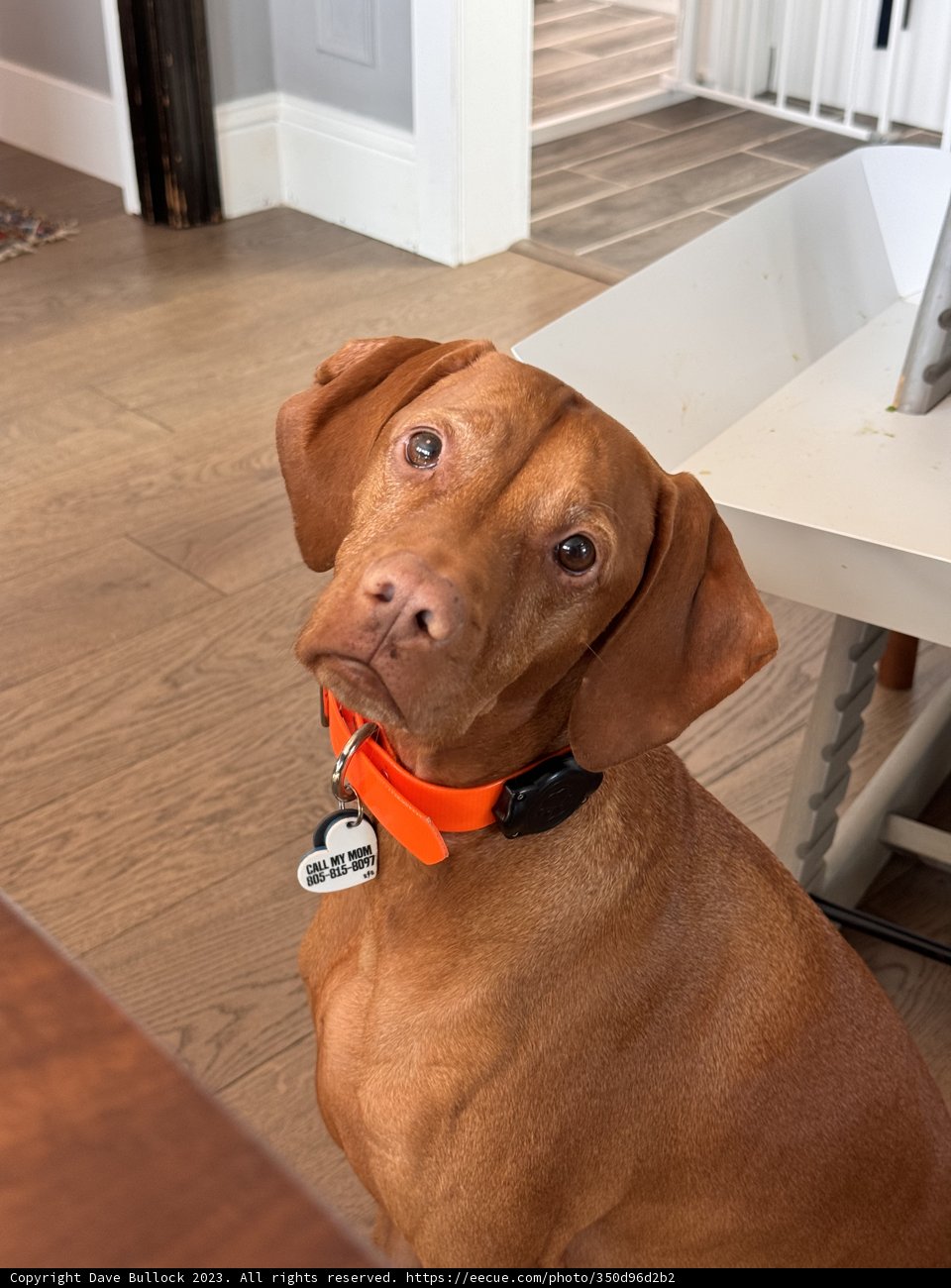The Tabletop Canine Capers of 2023