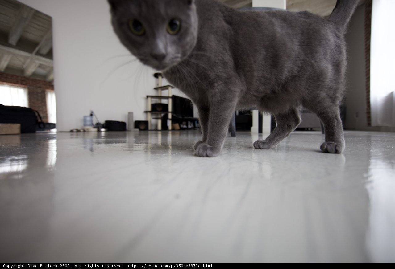 Cat on Hardwood Flooring