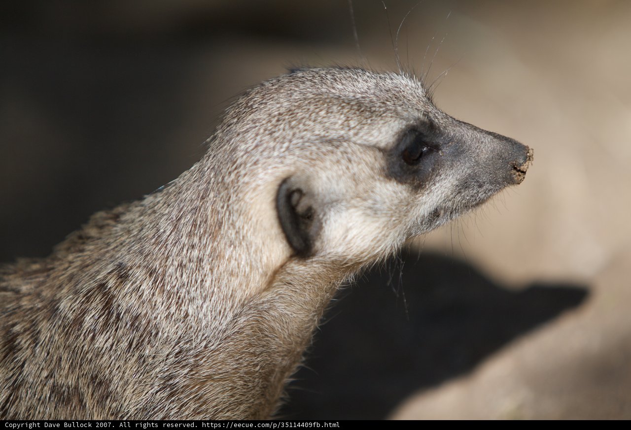 The Watchful Meerkat