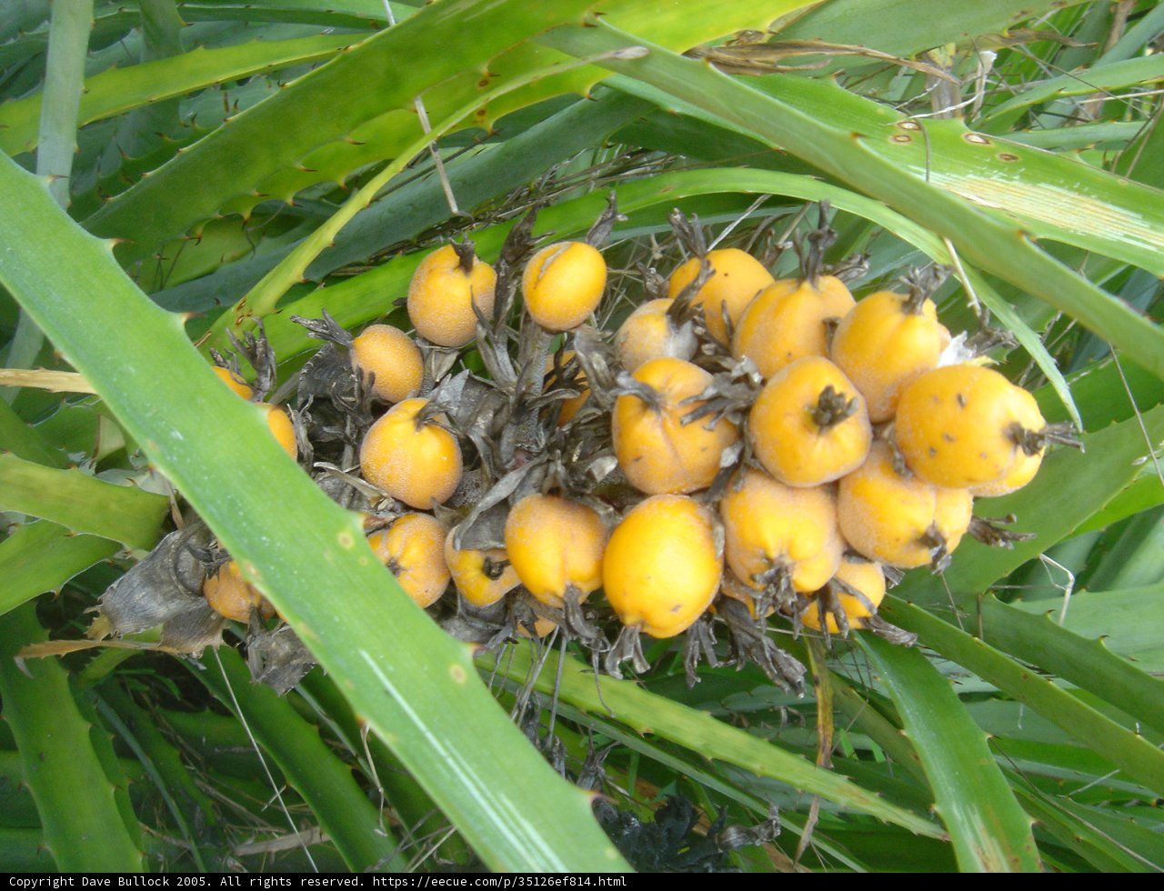 A Bunch of Juicy Citrus Fruit