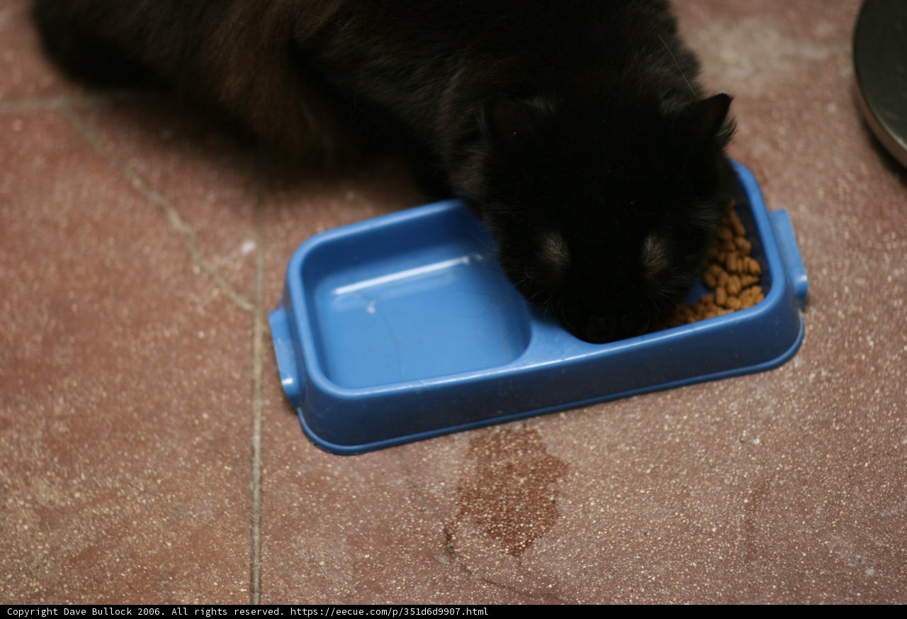 Feast of the Feline