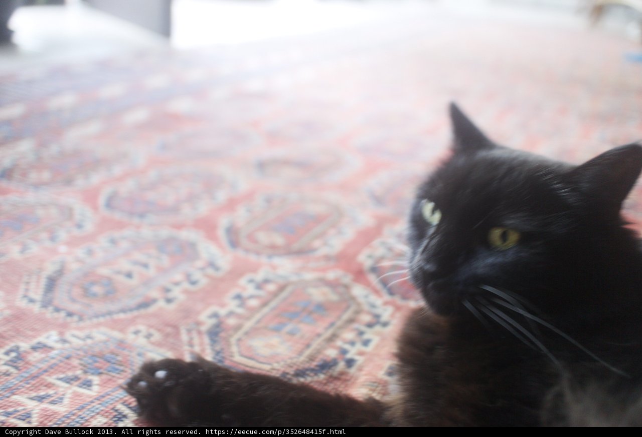 The Elegant Black Cat