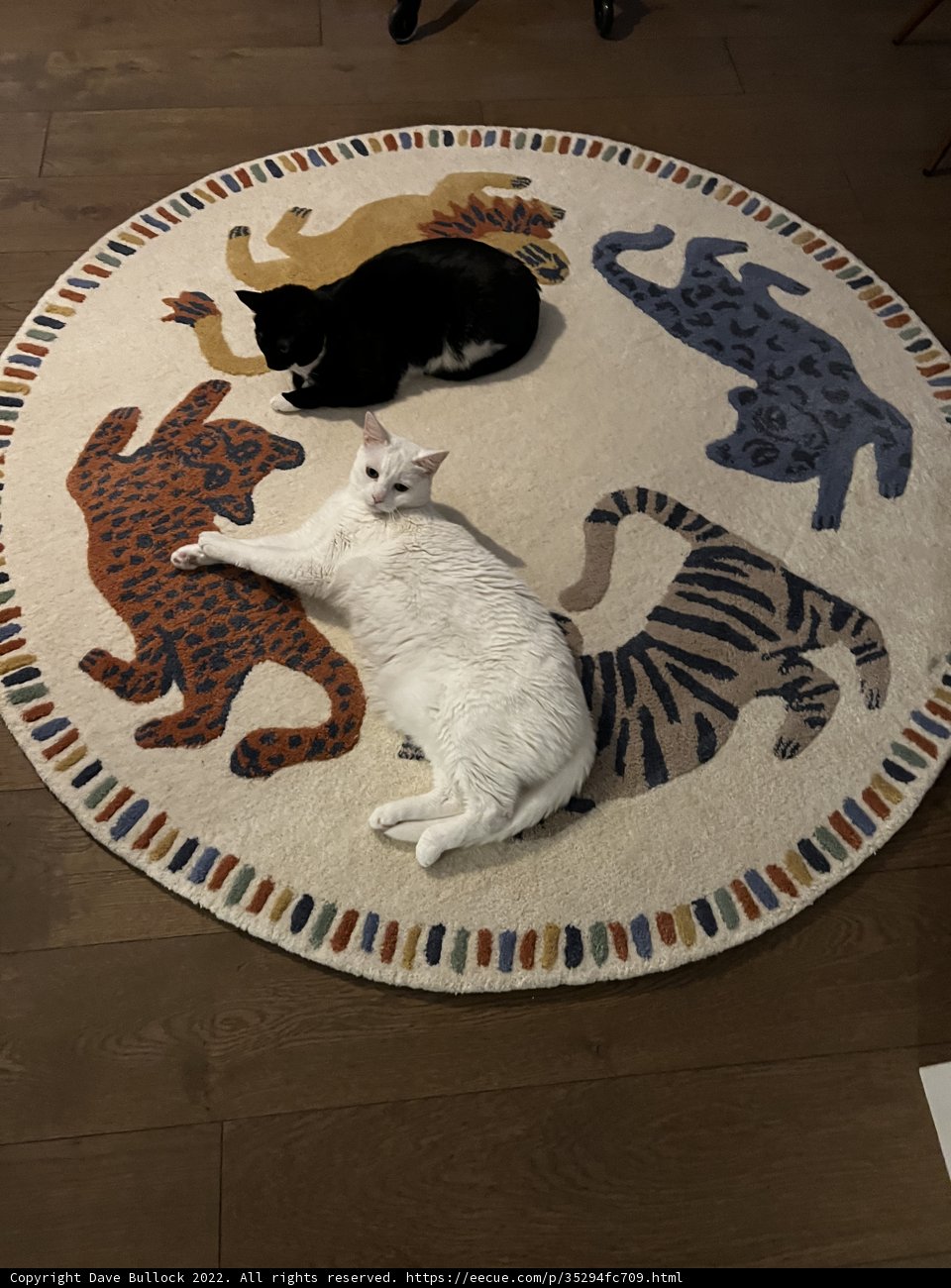 Feline and Canine Companions on a Cozy Rug