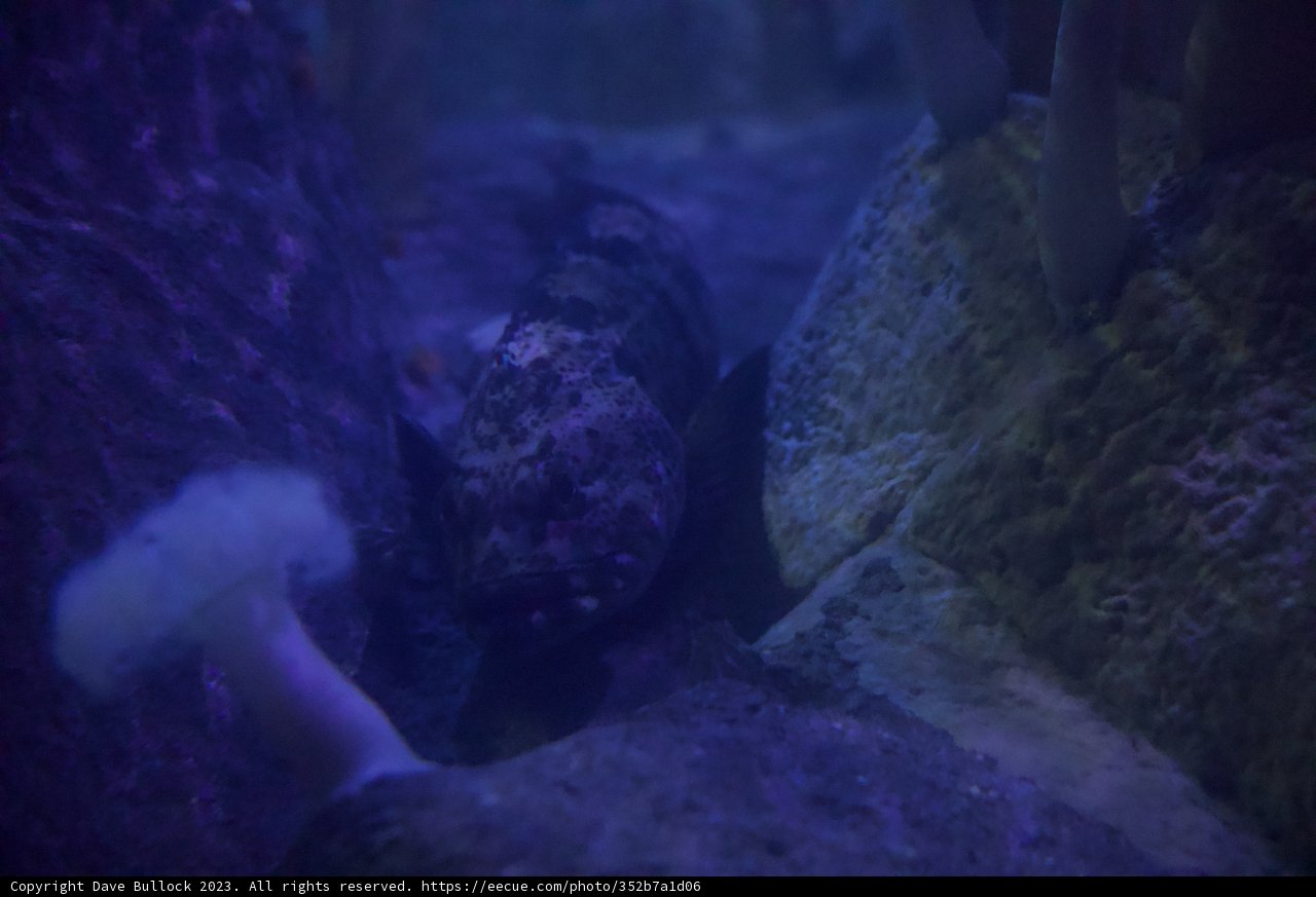 The Serene Life Under the Sea