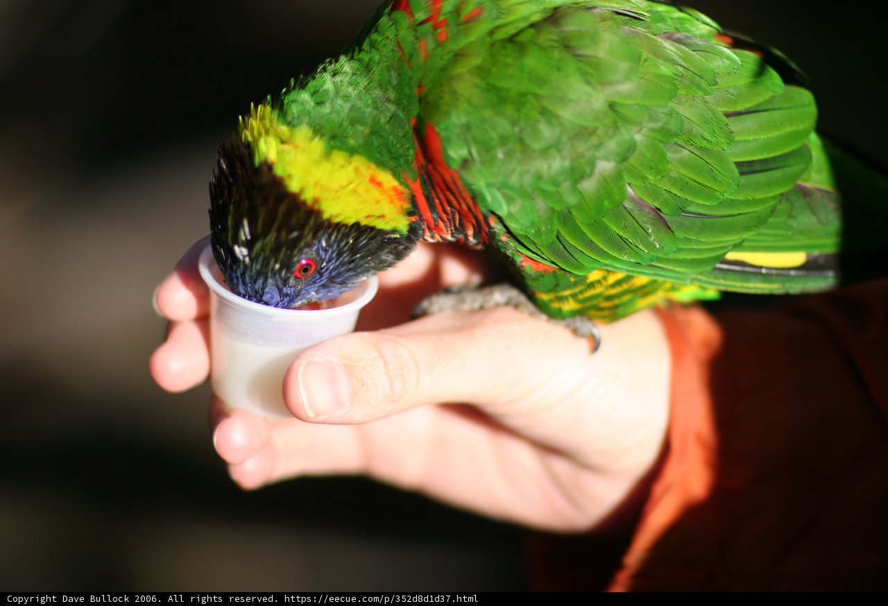Bird sips from a cup
