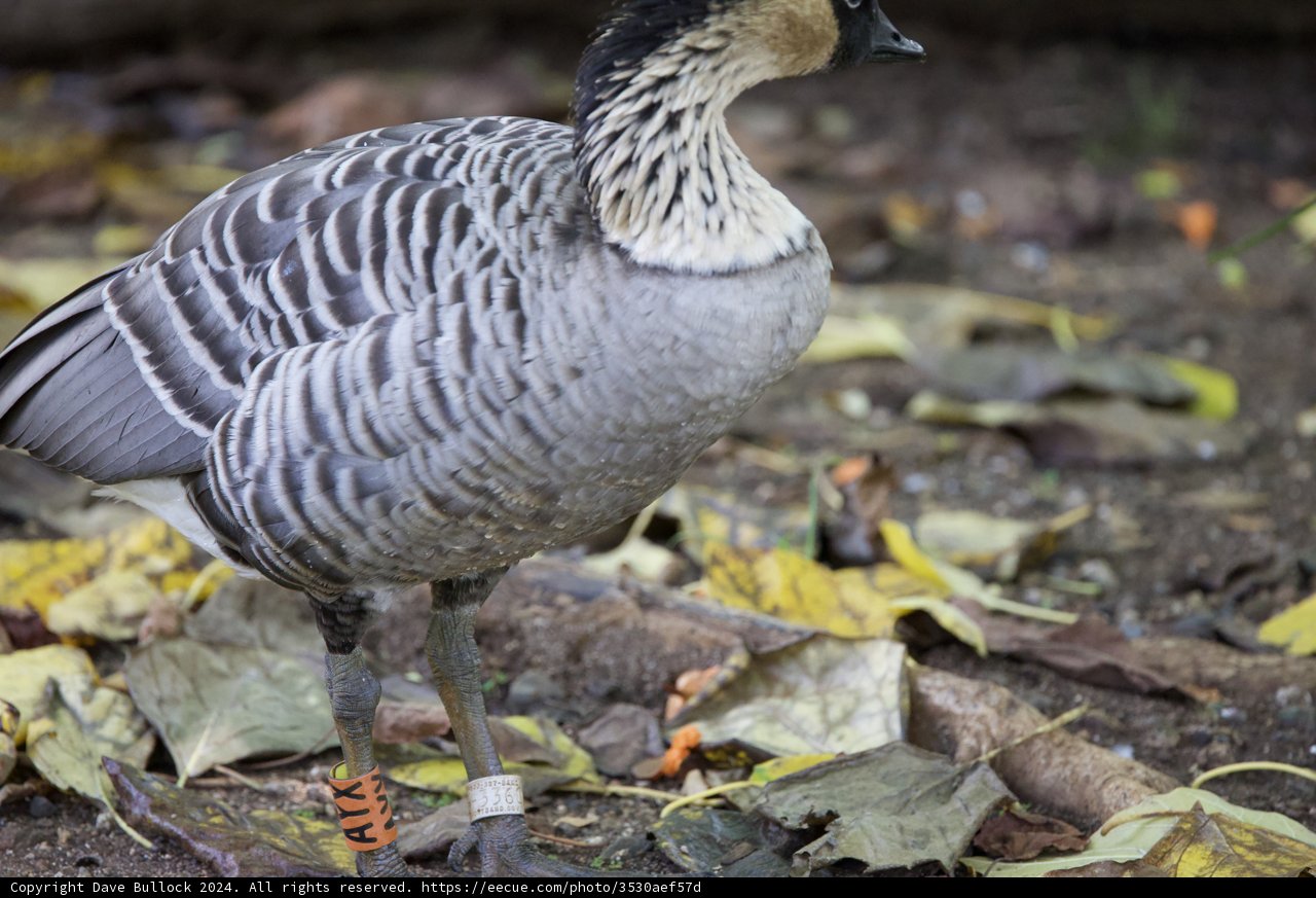 Autumn Majesty: Nene Goose at Honolulu Zoo