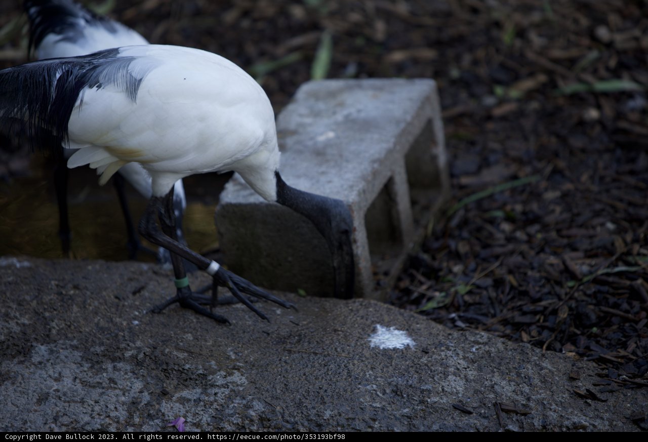 Majestic Encounter at SF Zoo