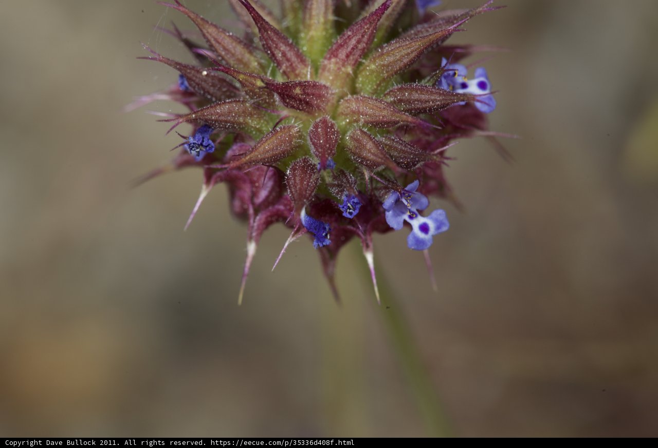 A Geranium with Beautiful Blue Flowers