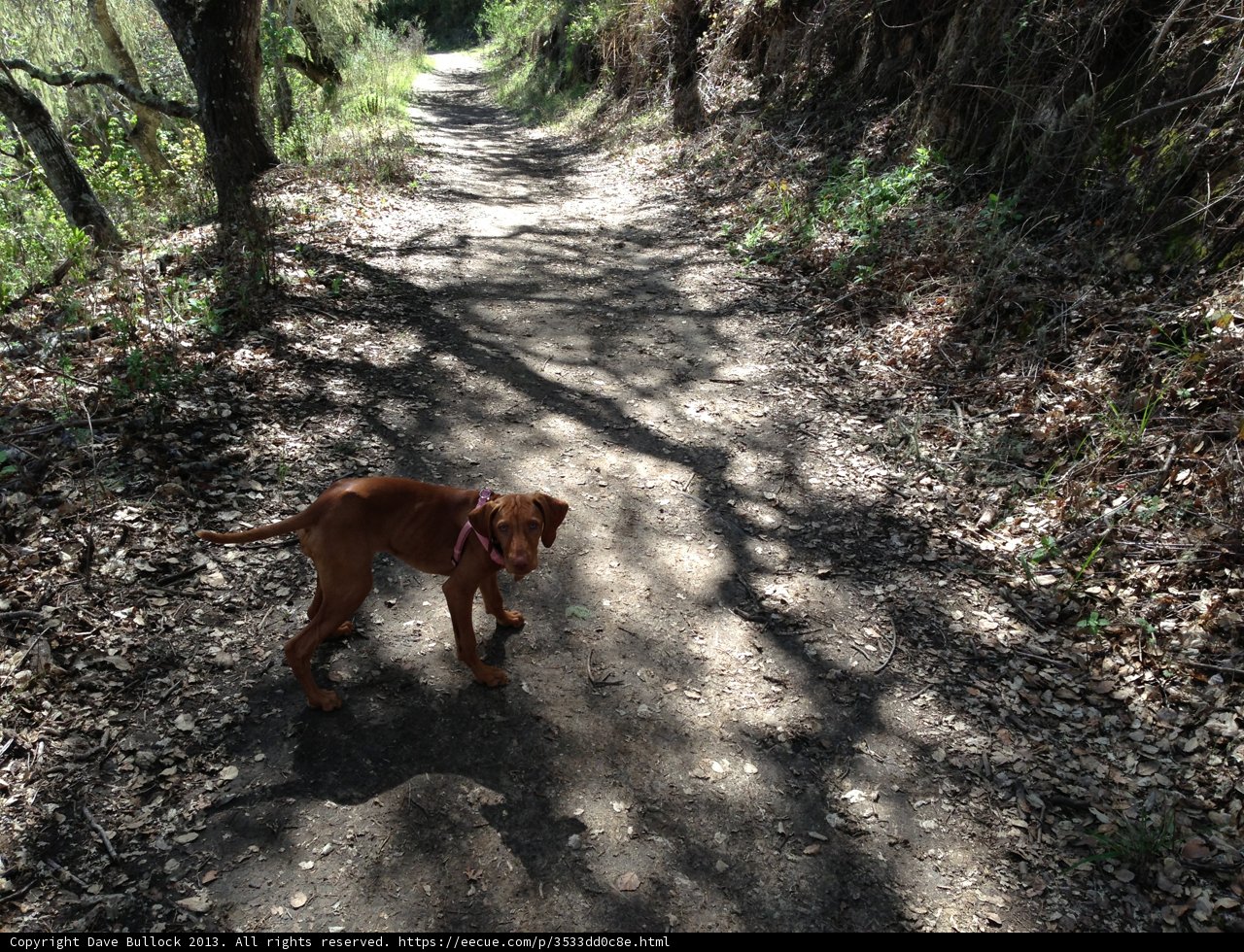 Rocky Road Companion