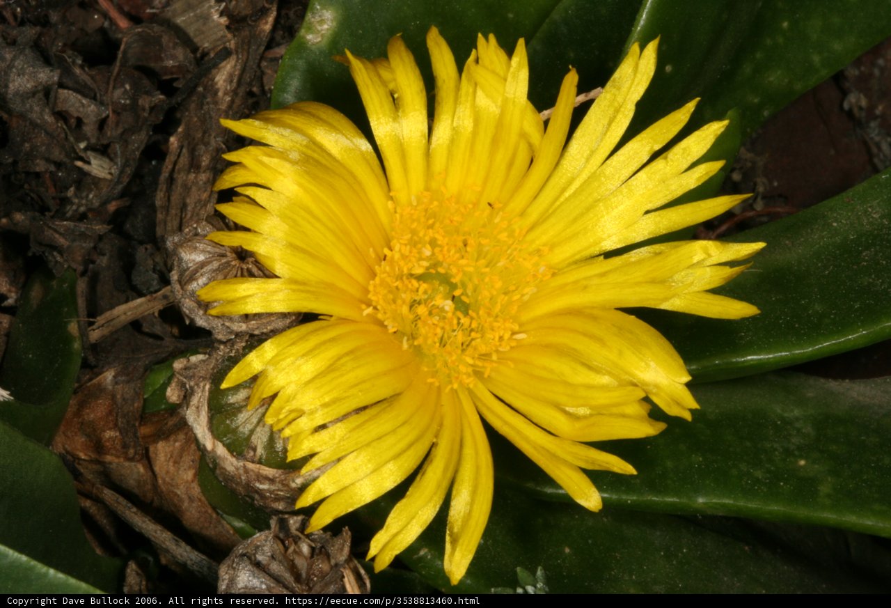 Sunflower in a Sea of Foliage