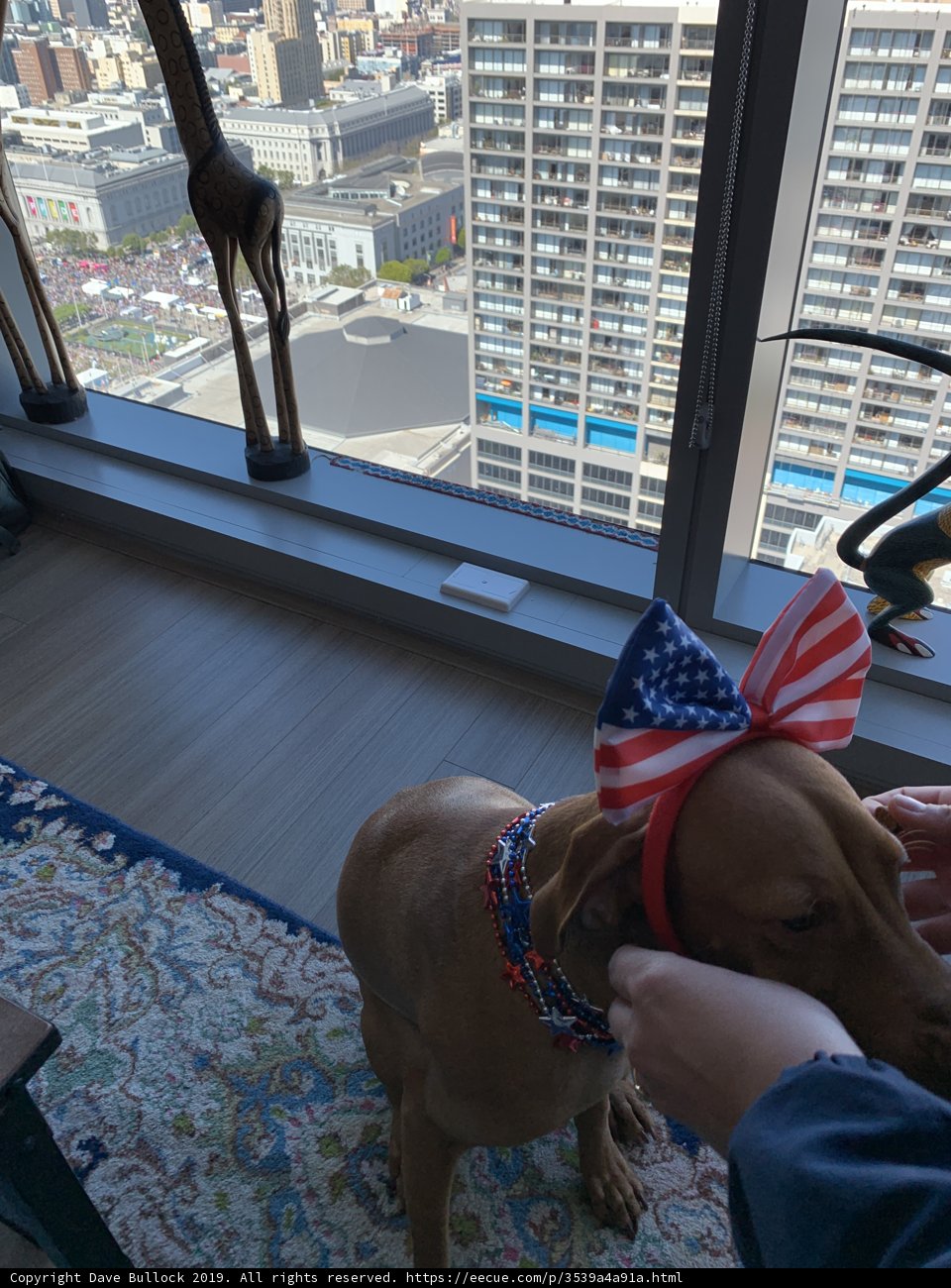 Patriotic Pooch