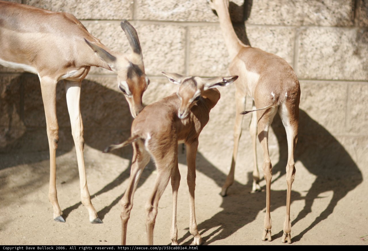 Adorable Baby Gazelle at the Zoo