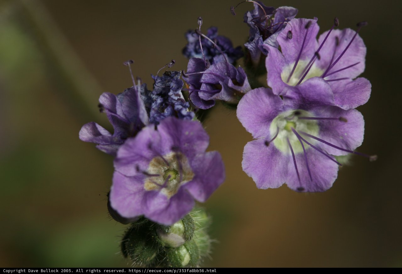 Purple Geranium Flowers