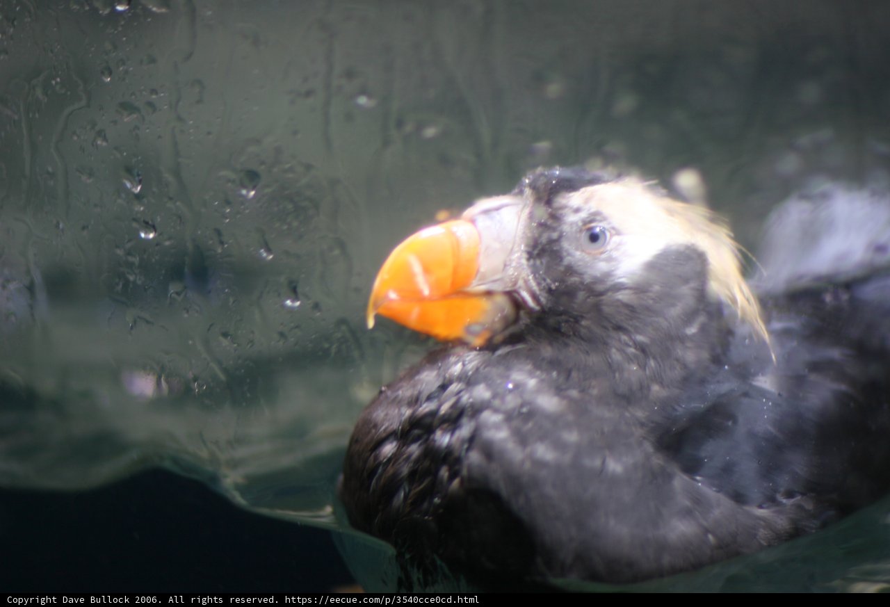 Puffin with a Unique Beak