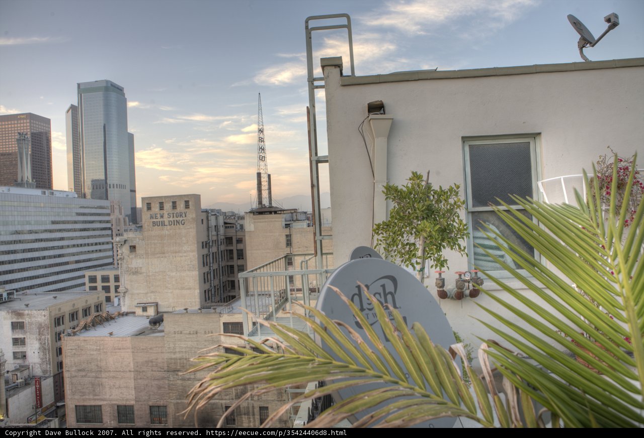 Palm on the Roof