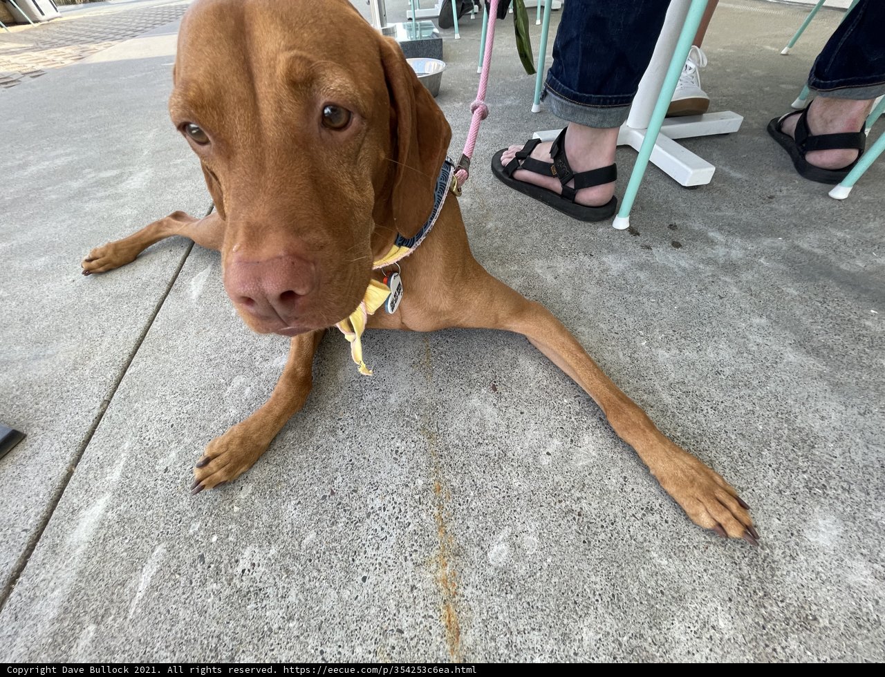 Sandaled Pup