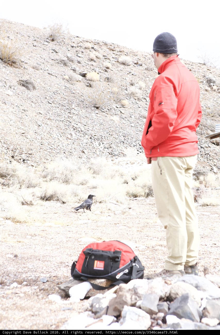 Red Jacket and Black Bird