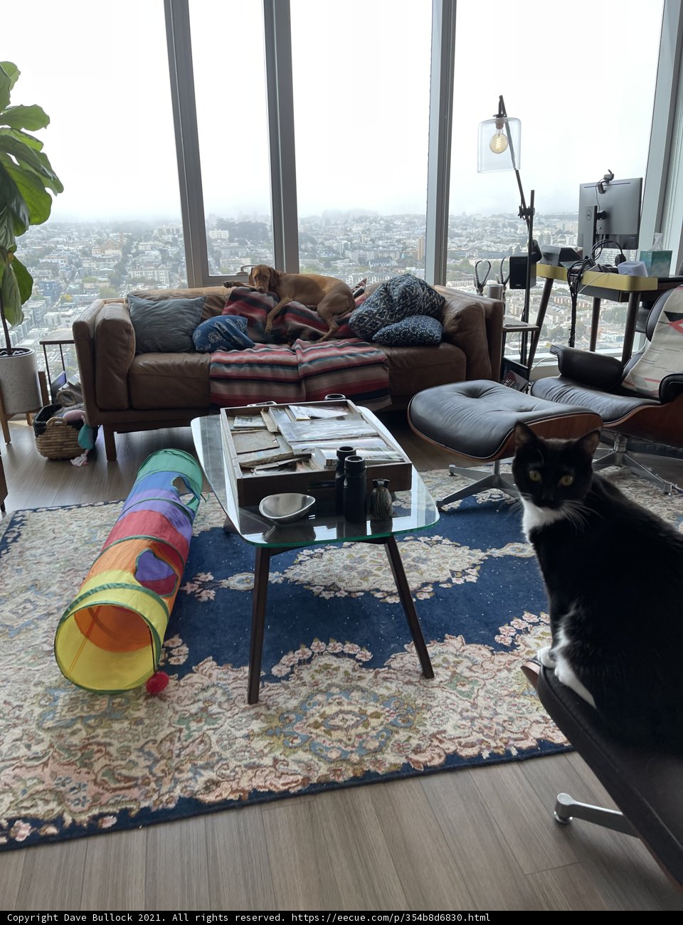 Feline Comfort in the Living Room