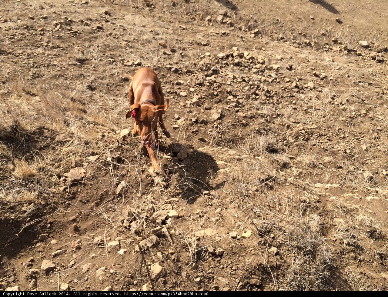 Rover's Red Ball Adventure