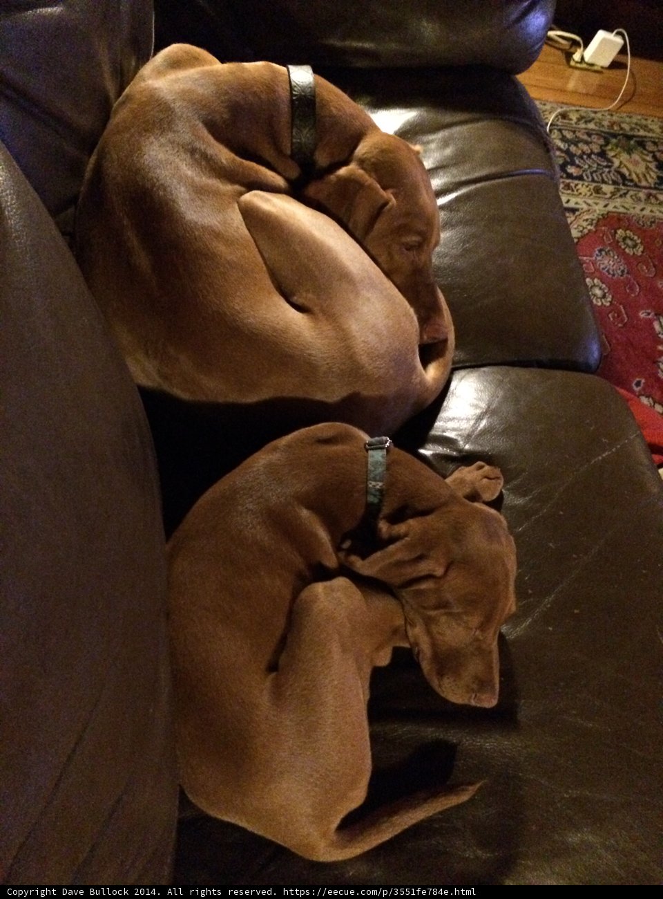 Two Canine Companions Enjoy a Nap on a Cozy Couch