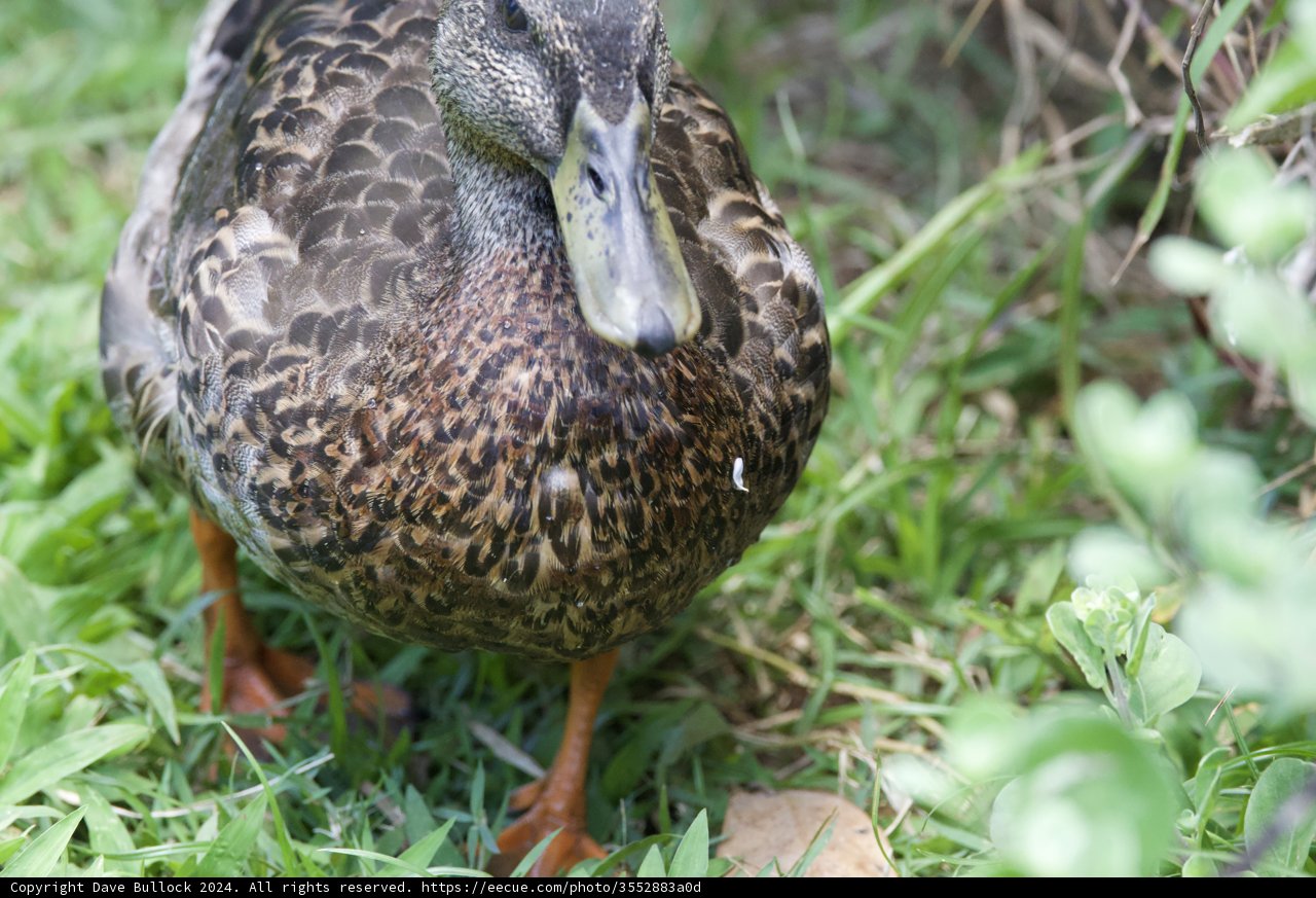 A Close Encounter at Honolulu Zoo: Majestic Mallard in its Natural Habitat