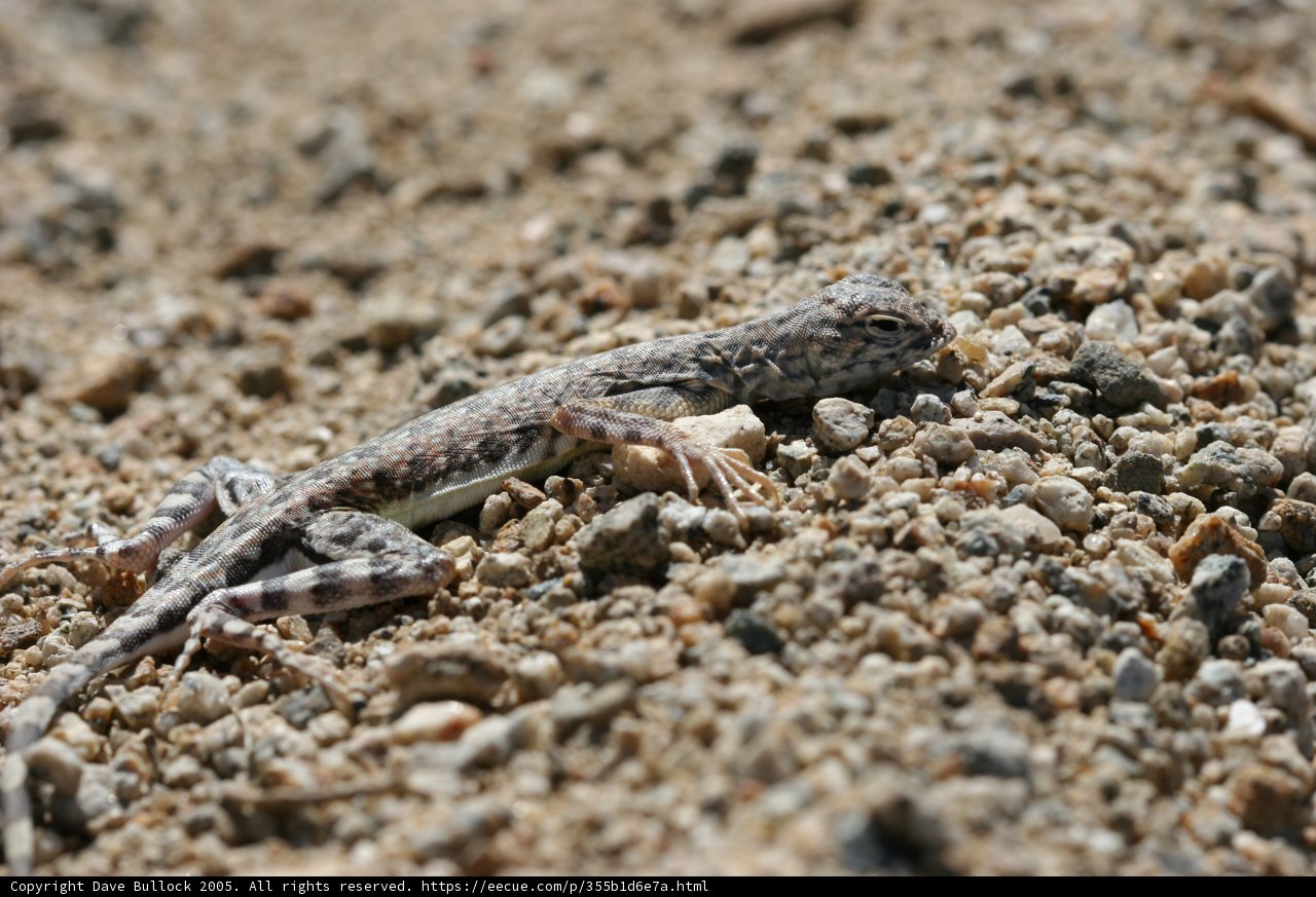 Desert Dweller