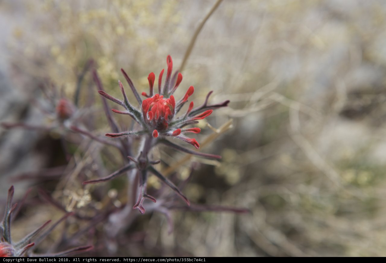 Desert Geranium in Bloom