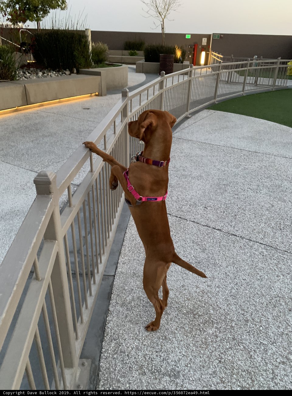 Paws on the Rail