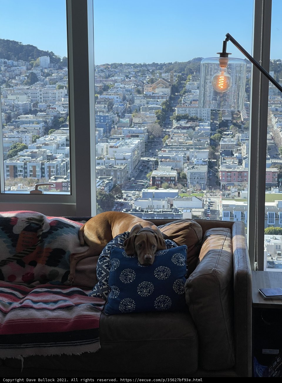 A Pup's View of the City