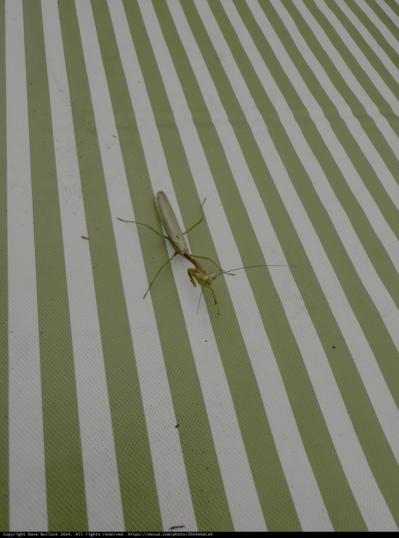 Praying Mantis on Green Striped Surface