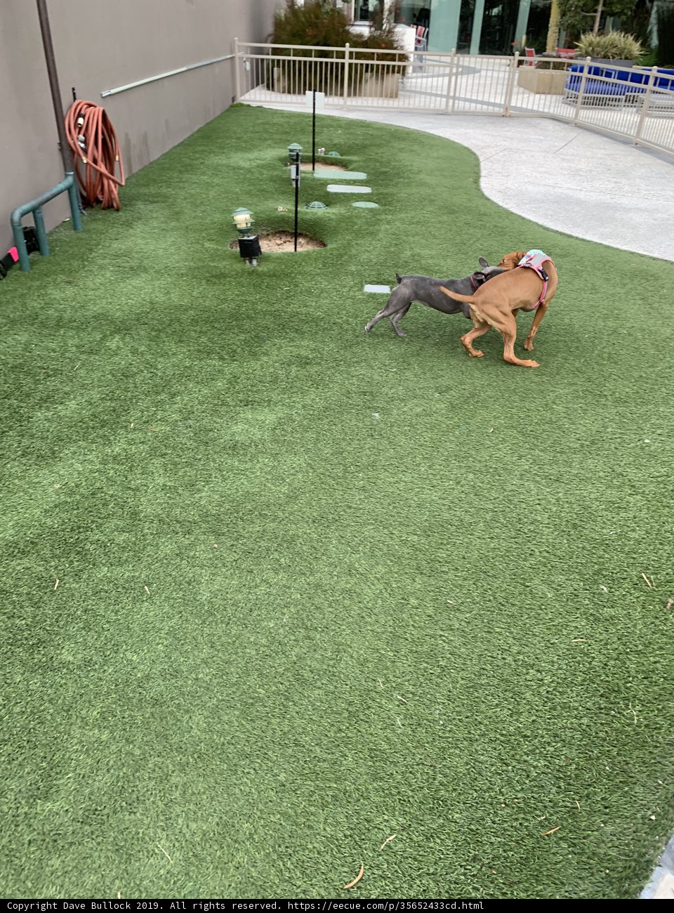 Canine Joy on Artificial Grass