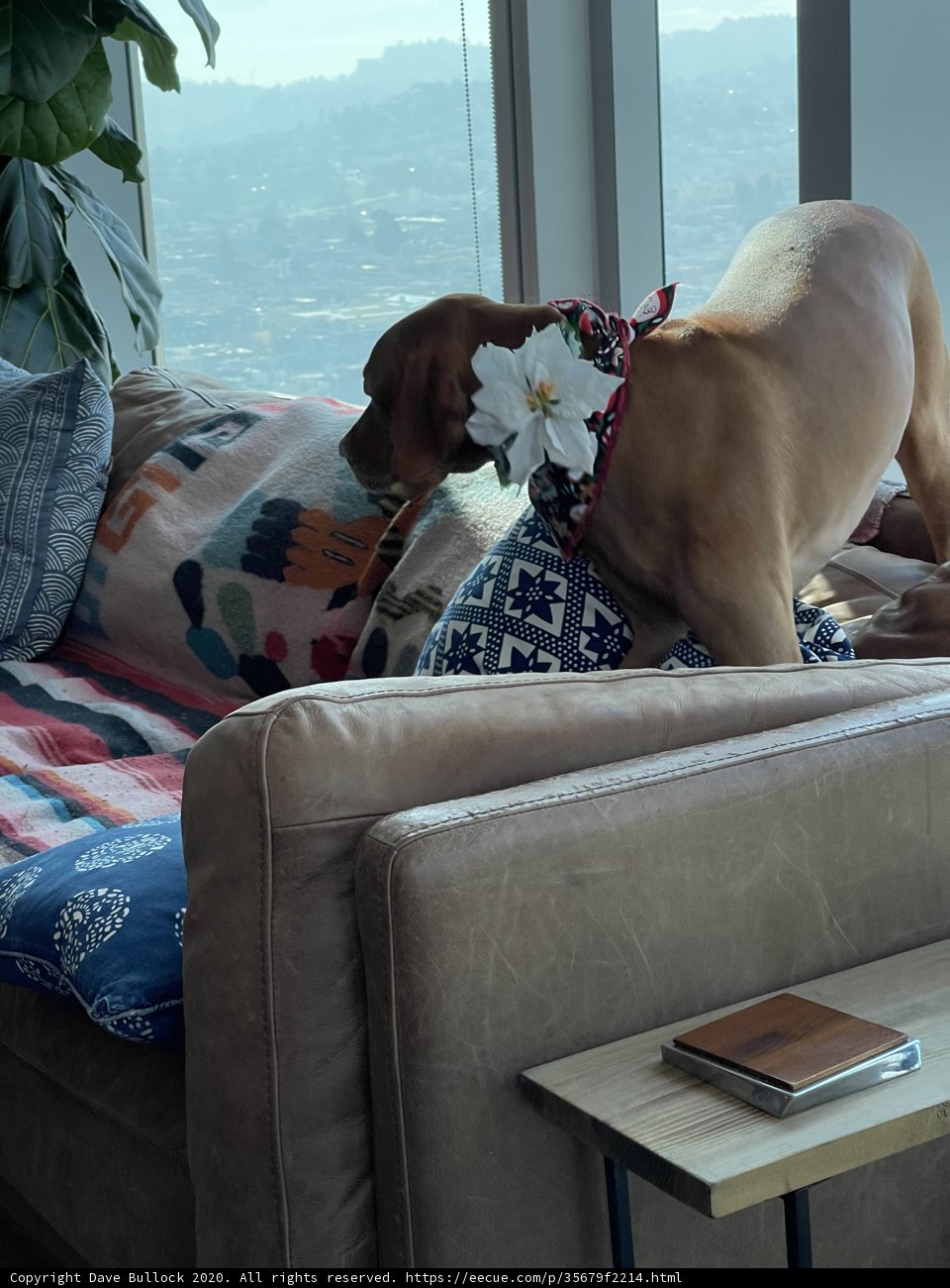Comfy Canine on a Cozy Couch
