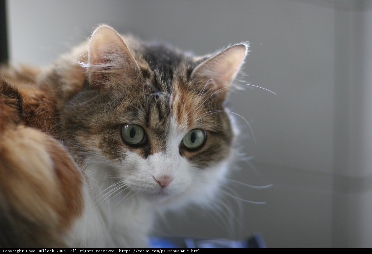 Window Watcher