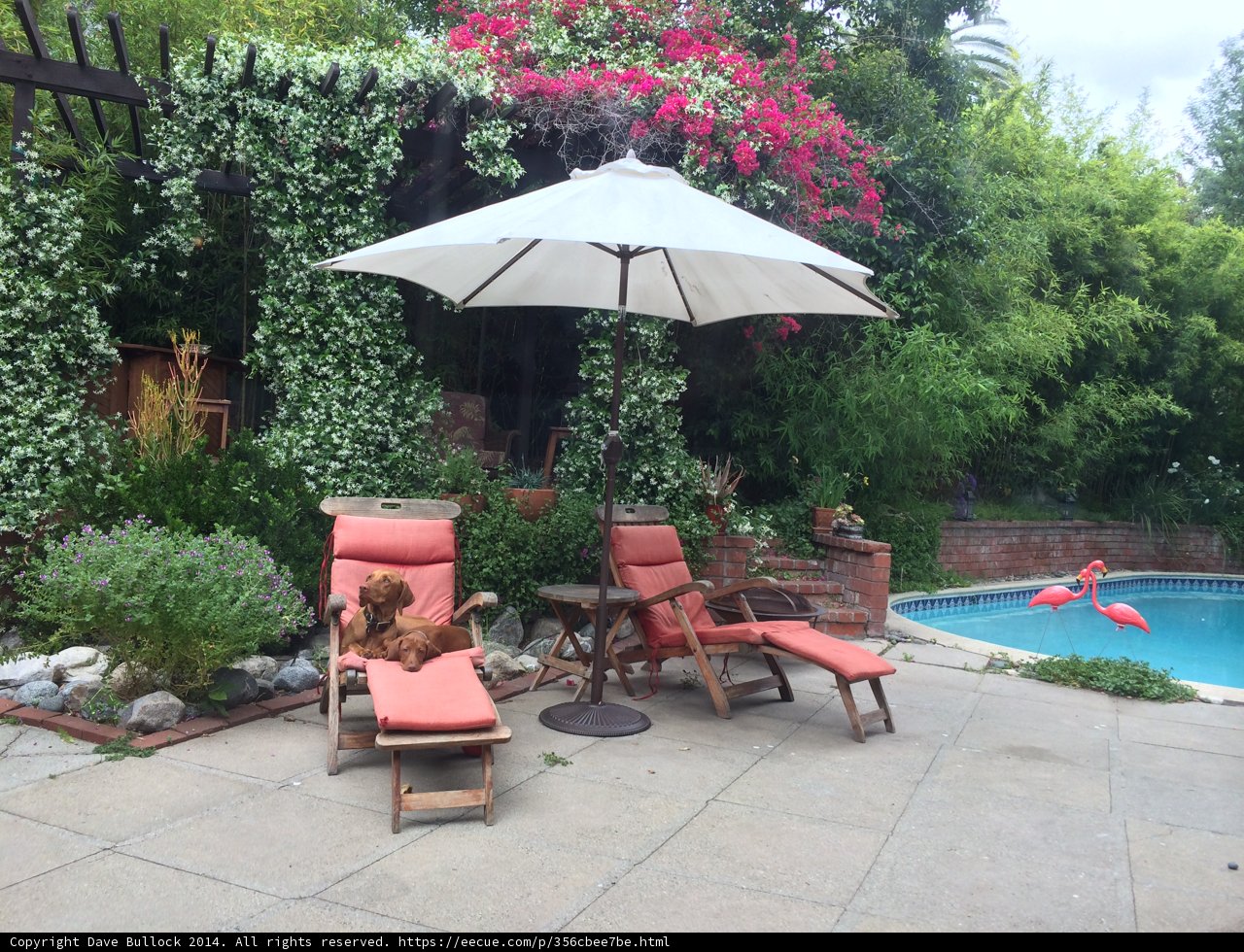 Canine Oasis: Relaxing on the Patio