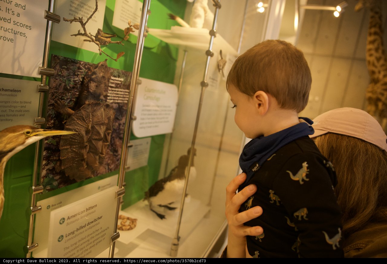 A Day of Discovery: Golden Gate Park Sky Wheel and Academy of Sciences