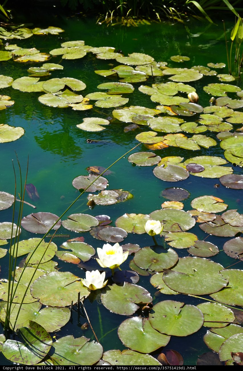 Serene Water Lilies in the Pond