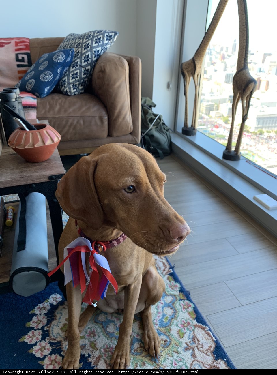 Pawsome Company in a Cozy Living Room