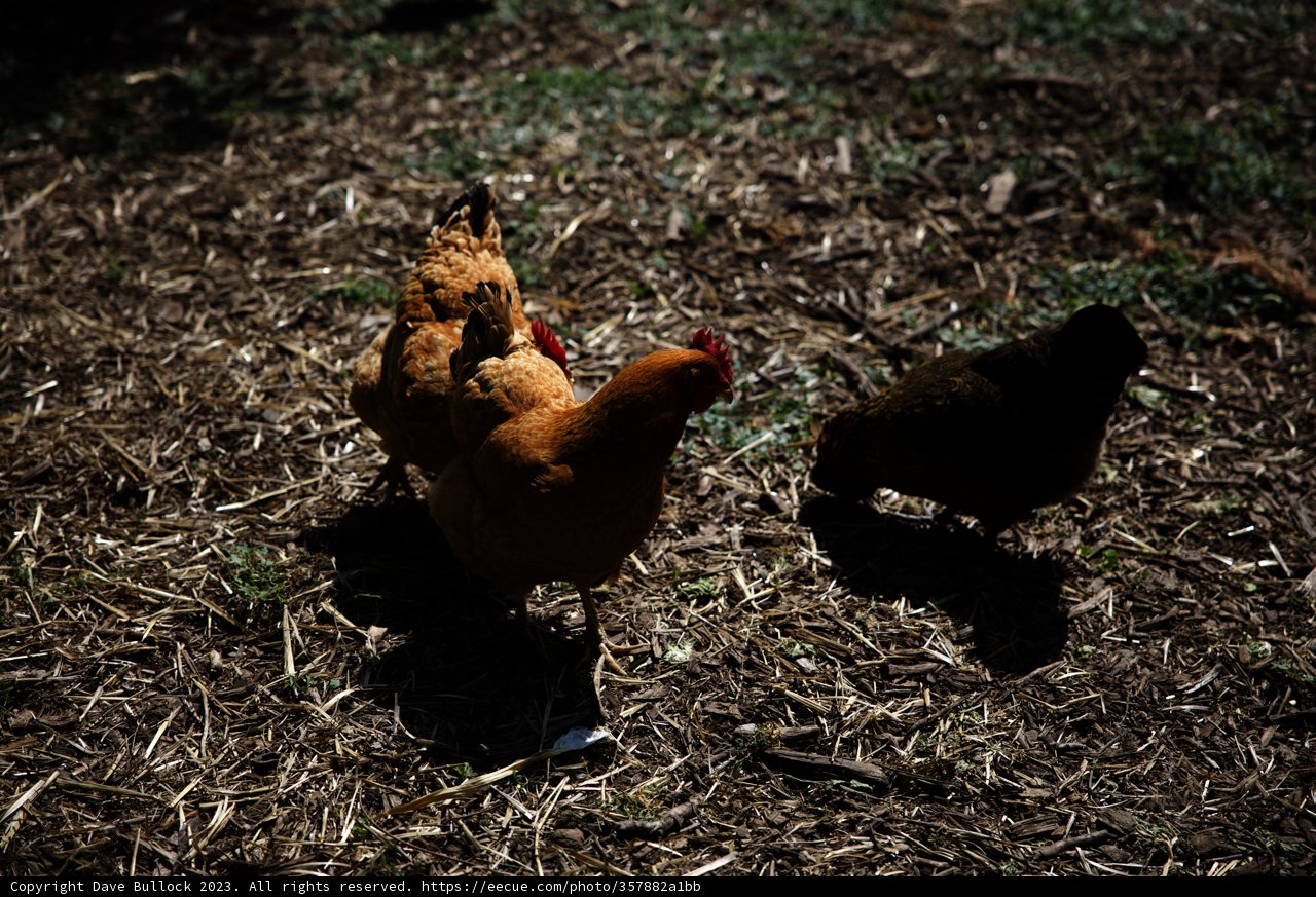 Feathered Friends in the Garden