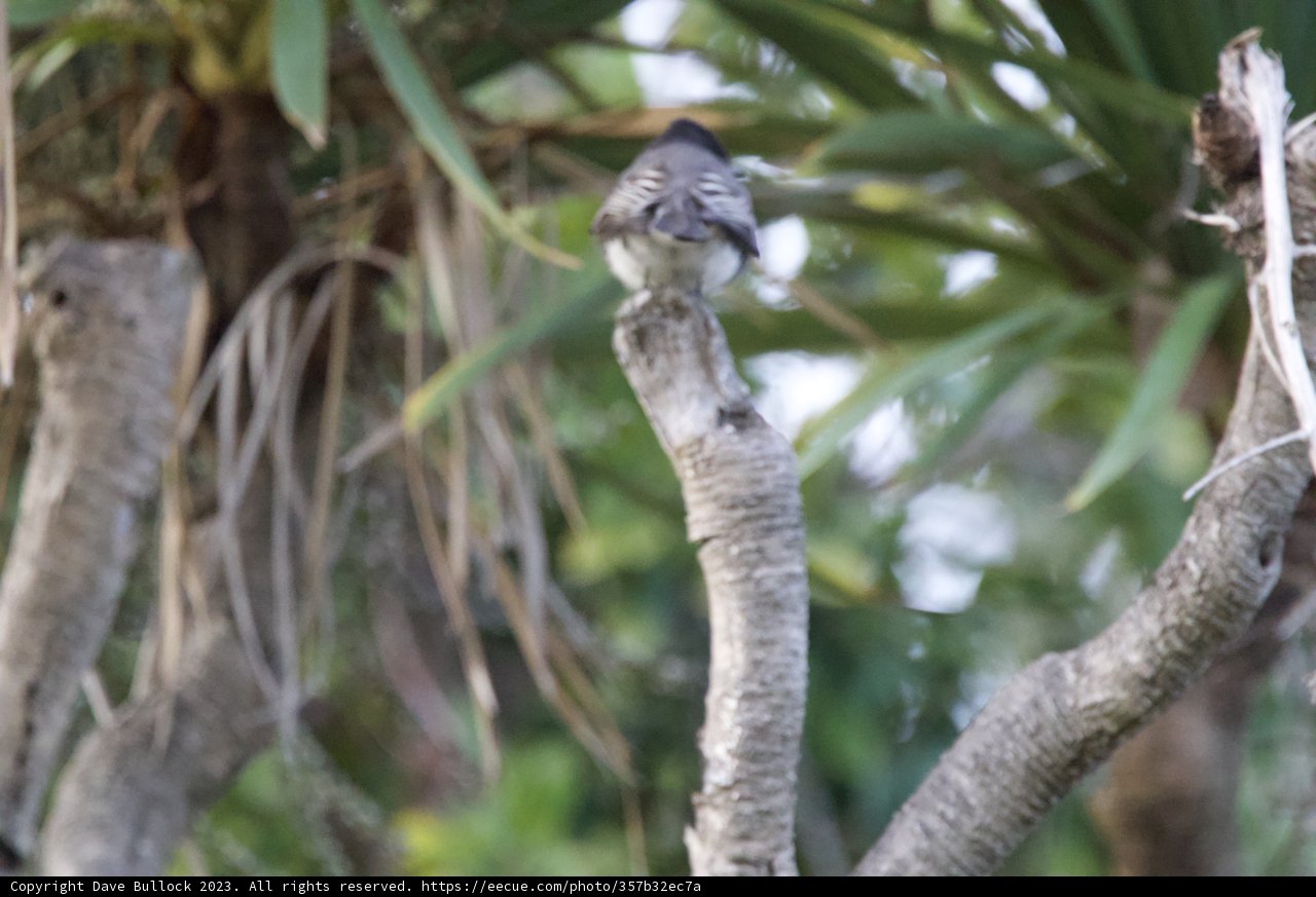 Feathery Solitude: A Sparrow's Moment at Fort Mason